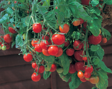 Tumbling Tom Red Tomato Seeds